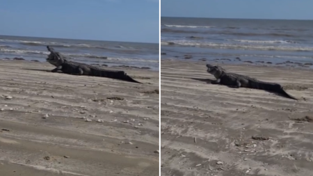 Family watches as alligator devours its prey at the beach in Texas without any concern