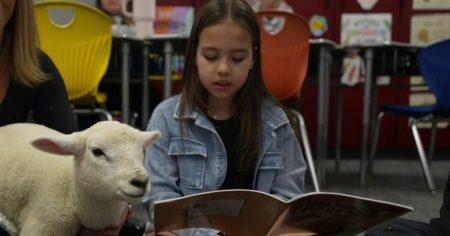 Students at the school improve their literacy skills by reading to lambs