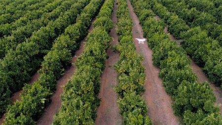 AI utilized by African drone company to provide crucial support to American fruit and nut farmers