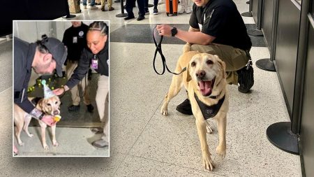 TSA detection dog ‘Messi’ retires after unexpected final successful screening.