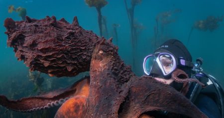 BC’s Octopus Expert and Cinematographer Showcased in National Geographic Series
