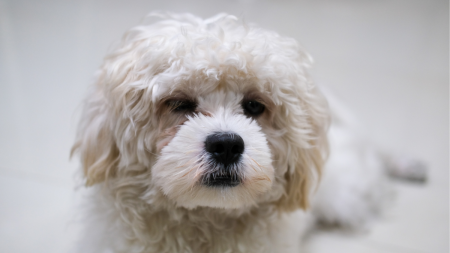Dog Brings Bowl to Bed to Cuddle with Mama