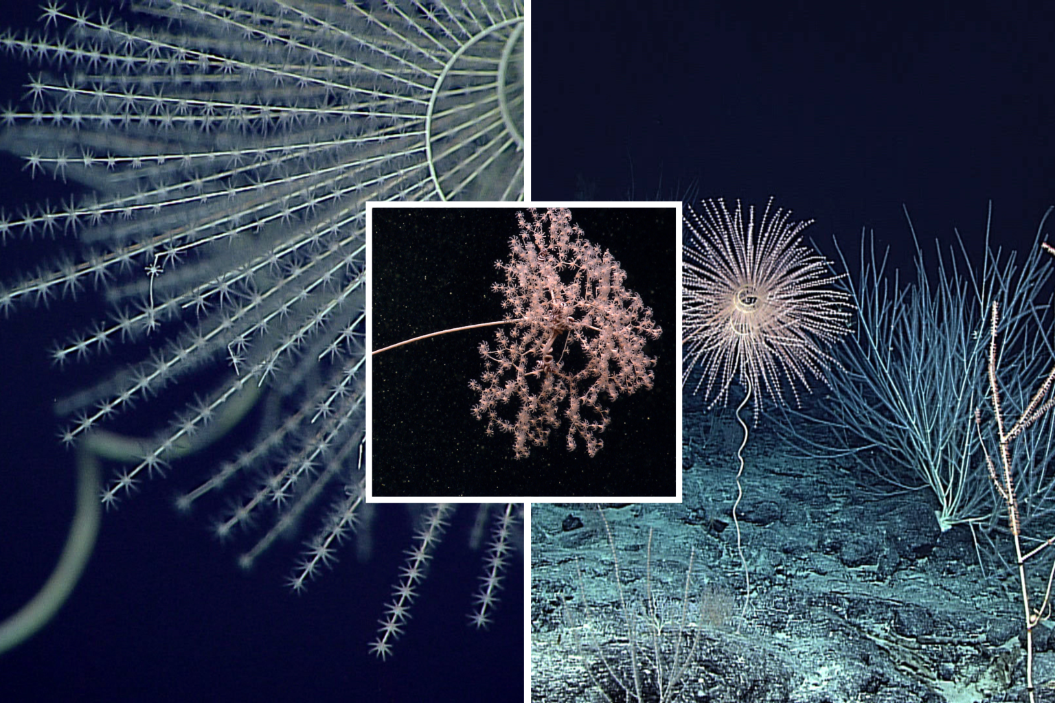 First Animal to Produce Light Discovered 540 Million Years Ago