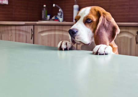 Beagle Beagles: A Dog Dad’s Adorable Kitchen Chaos