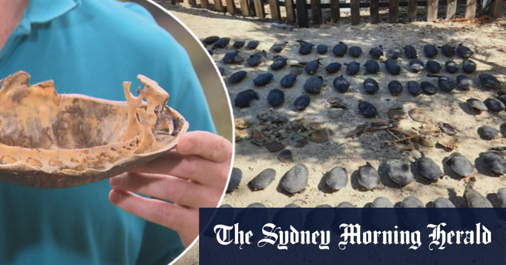 Mass turtle death discovered at Perth lake