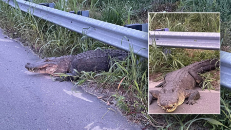Alligator performs ‘death roll’ as North Carolina police struggle to contain him: ‘He’s snarling’