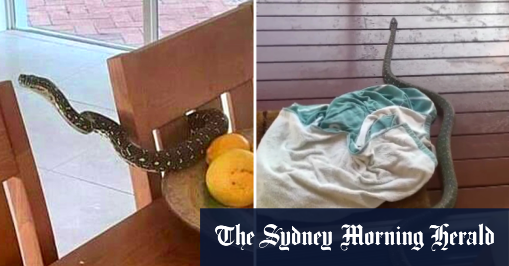 Family in Sydney discovers diamond python near fruit bowl