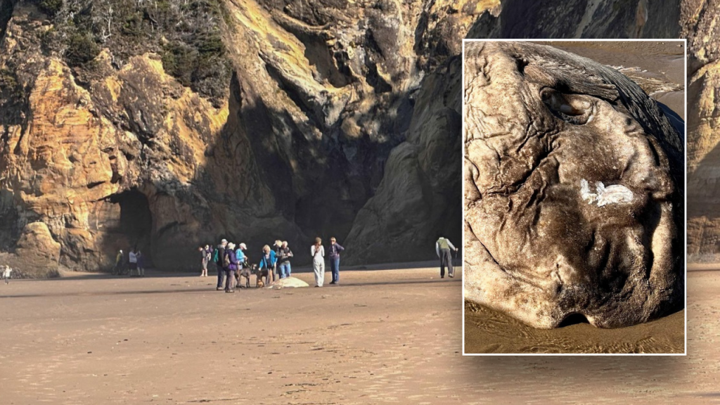 Bizarre fish with alien-like appearance found on Oregon beach, causing a commotion