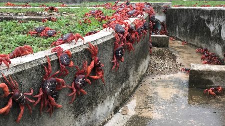 Guide to Christmas Island National Park: Witness millions of colorful crabs migrating each year