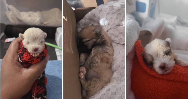 rewrite this title Orphaned newborn puppies get help from Ontario community