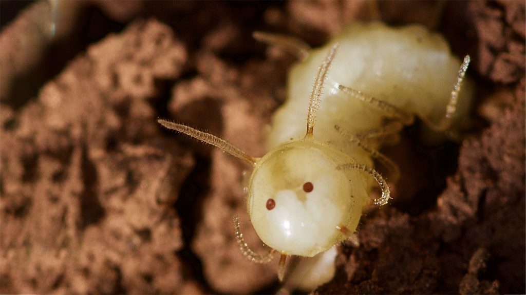 rewrite this title
The butts of these blowfly larvae mimic termite faces