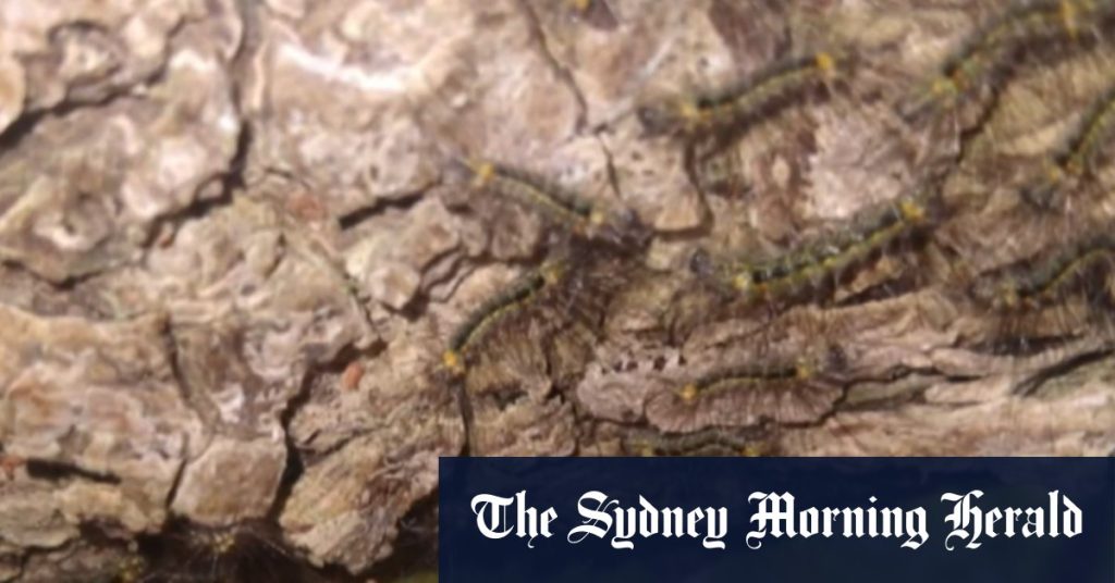 rewrite this title Boy saw ‘rainbows’ in rare allergic reaction