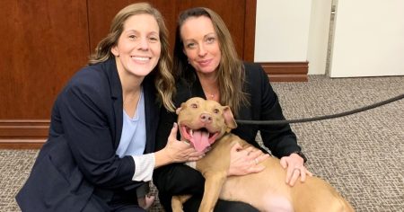 rewrite this title Georgia man sentenced to nearly 500 years for facilitating dog fights, abusing animals