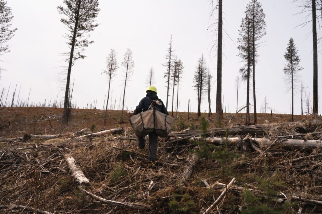 rewrite this title Wildfire recovery and carbon capture company Mast Reforestation lands $25M