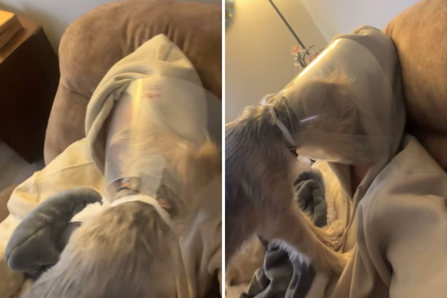 rewrite this title Dog Forced To Wear Cone Gives Owner Piece of His Mind: ‘See How I Feel?’