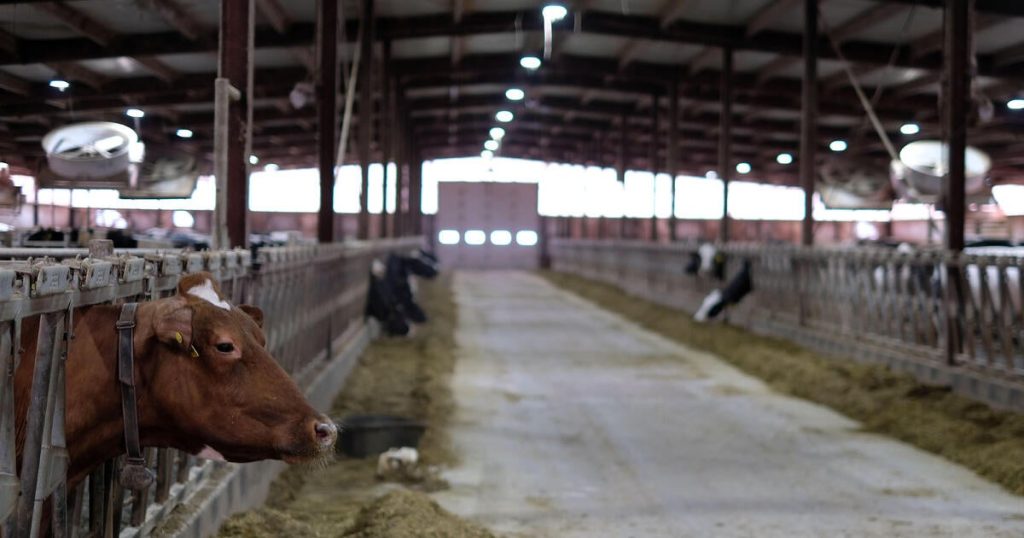 rewrite this title U.S. dairy farmer says Trump’s mass deportation plan would put him out of business