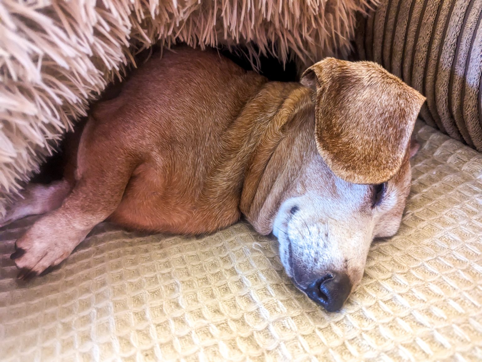 rewrite this title Hearts Melt at How Dog Enjoys His Senior Years: ‘What a Privilege’