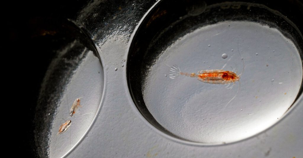 rewrite this title Rising Temperatures Are Scrambling the Base of the Ocean Food Web