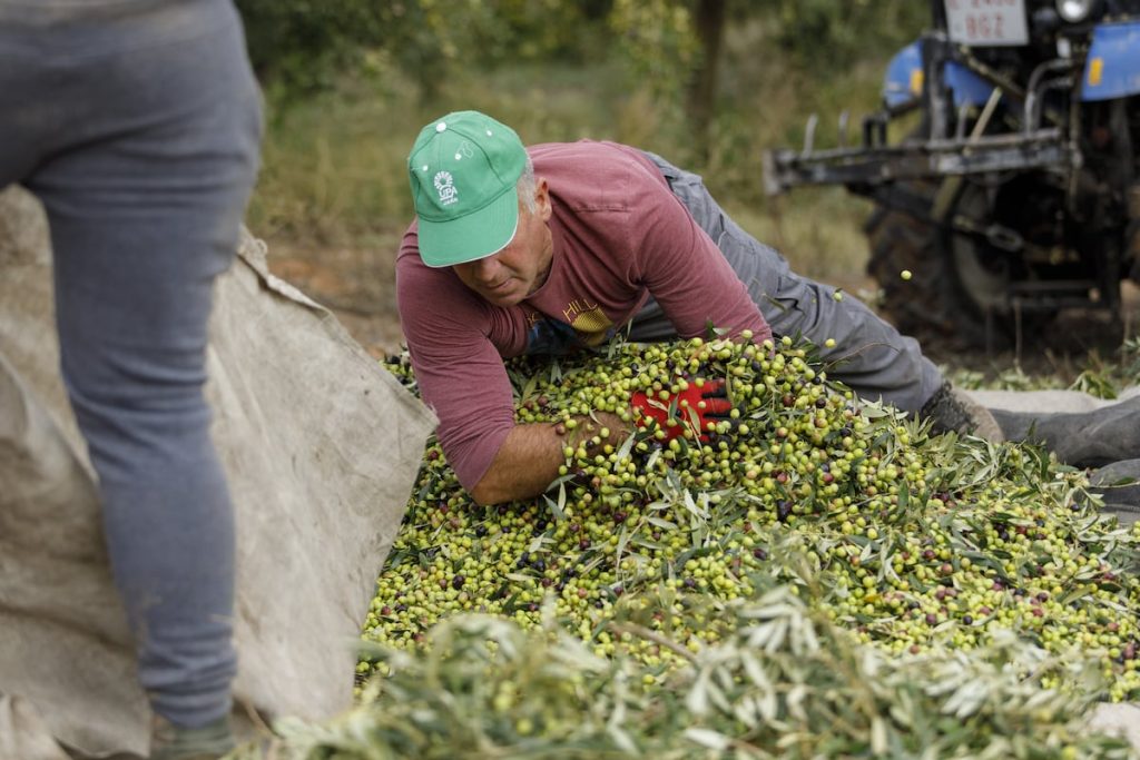 rewrite this title in english El sector agrícola pide a la UE “beligerancia” contra los aranceles de Trump
