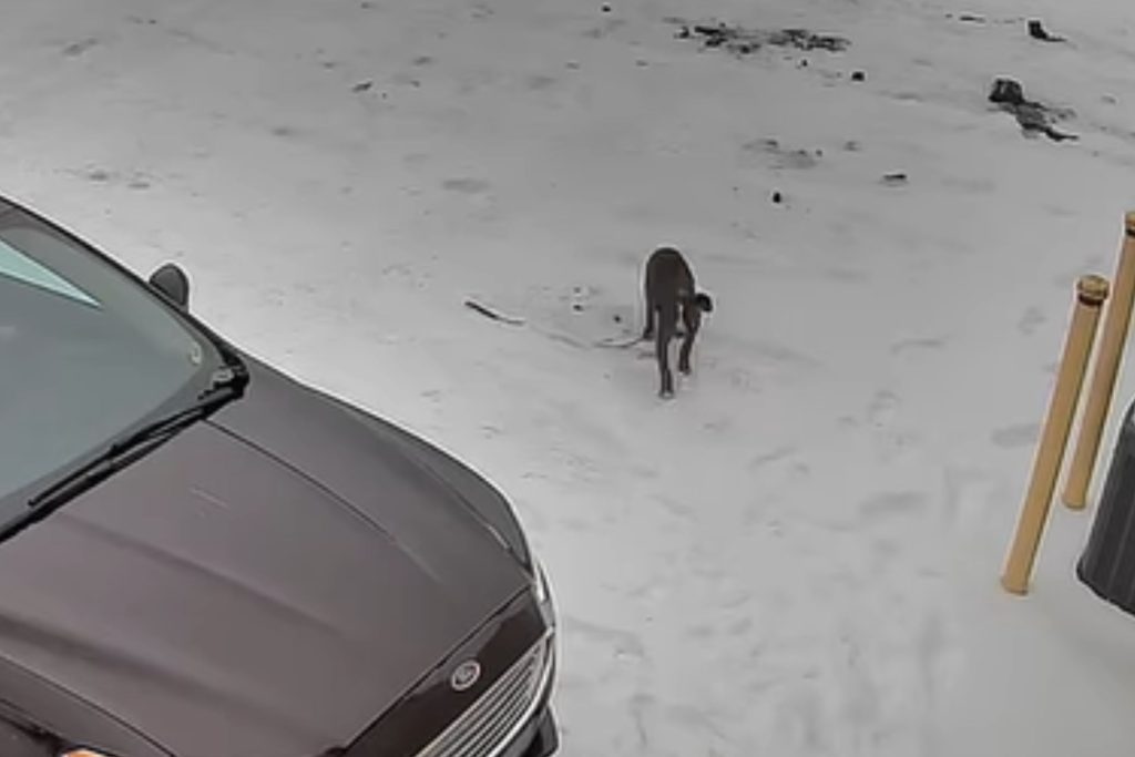 rewrite this title CCTV Shows Moment 16-Week-Old Puppy Dumped Outside Shelter in Freezing Snow